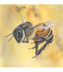Carte postale grande abeille jaune