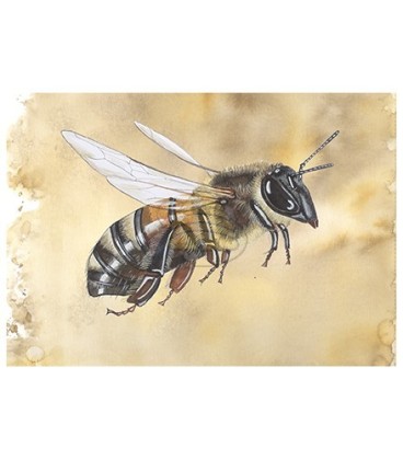 Carte postale vue de côté abeille brune