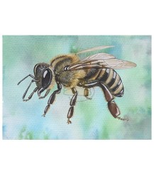 Carte postale vue de côté abeille bleue