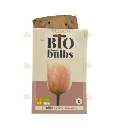 Tulipe Salmon Impression 7 pièces (bulbes, bio)
