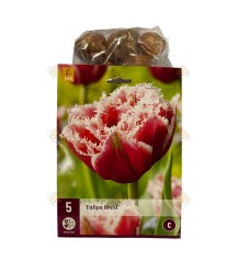 Tulipe Brest 5 pièces (bulbes)