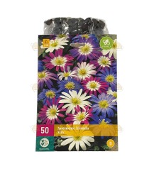 Anemone Blanda flowerbulb mix 50 pcs.
