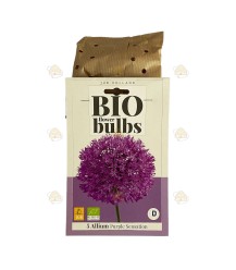 Allium purple sensation 5 pcs (bulbes, bio)