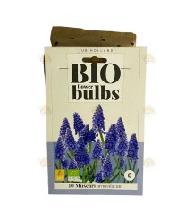 Jacinthe bleue 10 pcs (bulbes, bio)