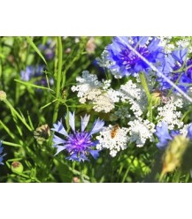 Magasins d'apiculture Tübinger graines de fleurs biologiques