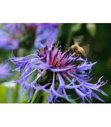 Carte postale bleuet avec abeille