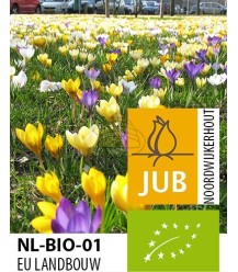 Bulbes à fleurs 'Crocus Bio' - 100 pcs