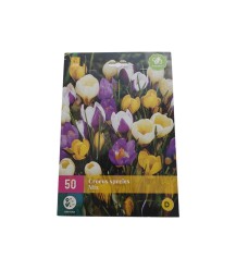 Bulbes à fleurs crocus mix - 50 pcs