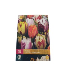 Mélange de tulipes bicolores - 15 pcs