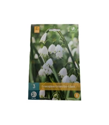 Bulbes à fleurs grandes perce-neige - 3 pcs