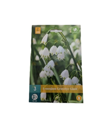 Grote Sneeuwvlok Leucojum Gravetye giant mix 3 stuks (bloembollen)