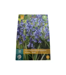 Bulbes à fleurs jacinthes d'Espagne bleues - 10 pcs