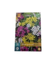 Bulbes à fleurs alliums colorés - 25 pcs