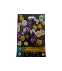 Mélange de crocus colorés - 20 pcs