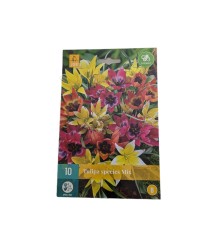 Mélange de tulipes colorées - 10 pcs