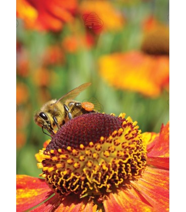 Carte postale d'une abeille sur un tournesol