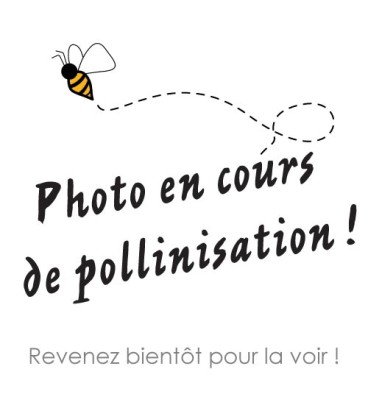 Couvercles ruche en paille TO 63 mm – 60 pcs
