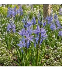 Camassia Leichtlinii Caerulea 2 unités (bulbes, bio)
