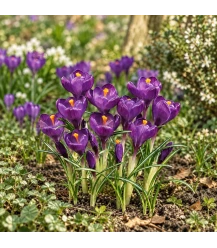 Crocus flower record – 10 bulbes (bio)