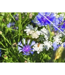 Tübinger bloemenmengsel