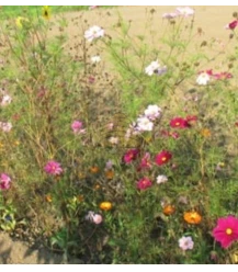 Mélange de fleurs des champs vivaces biologiques