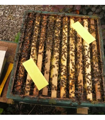 Thymovar® – Traitement contre le Varroa (REG NL 10330)